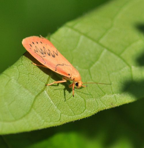 Miltochrista miniata  ( la rosette )