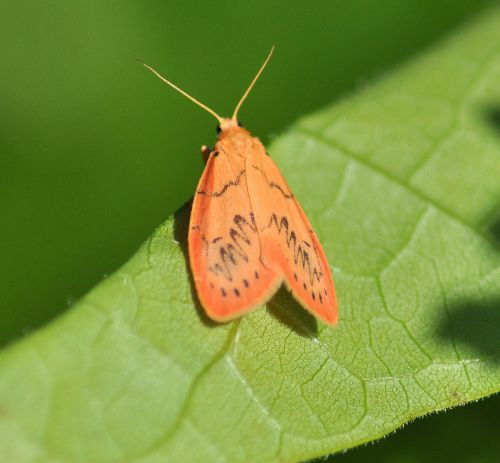 Miltochrista miniata  ( la rosette )