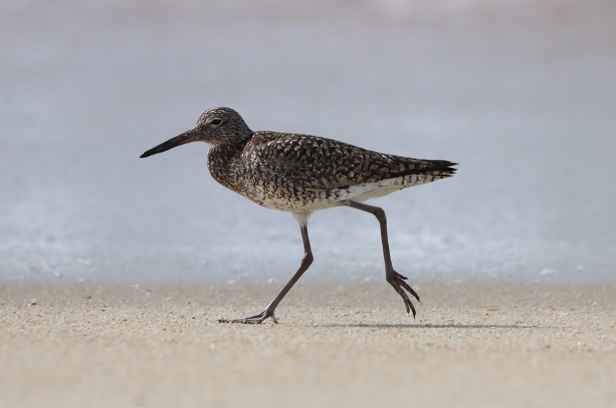 Caroline du Nord (70) Outer Banks Hatteras Island Willet.JPG