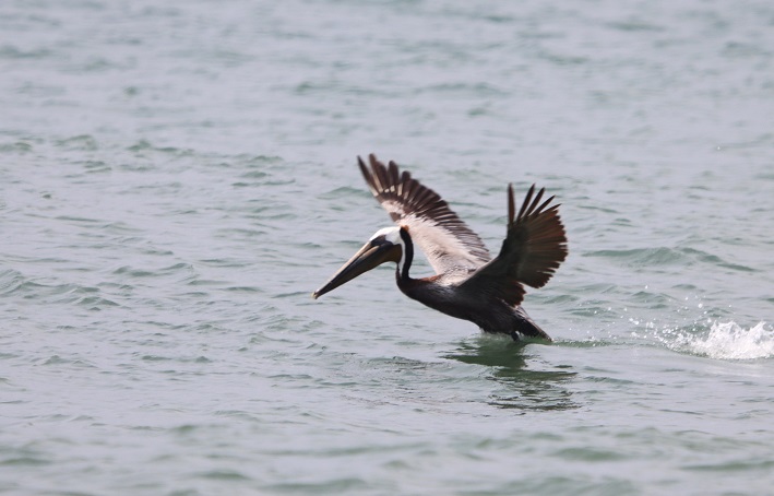 Caroline du Nord (74) Outer Banks Hatteras Island Pelican.JPG