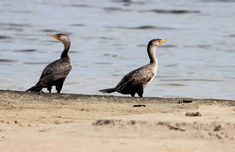 Caroline du Nord (63) Outer Banks Hatteras Island Cormoran.JPG