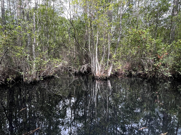 Georgie Okefenokee Swamp Park (12).JPG