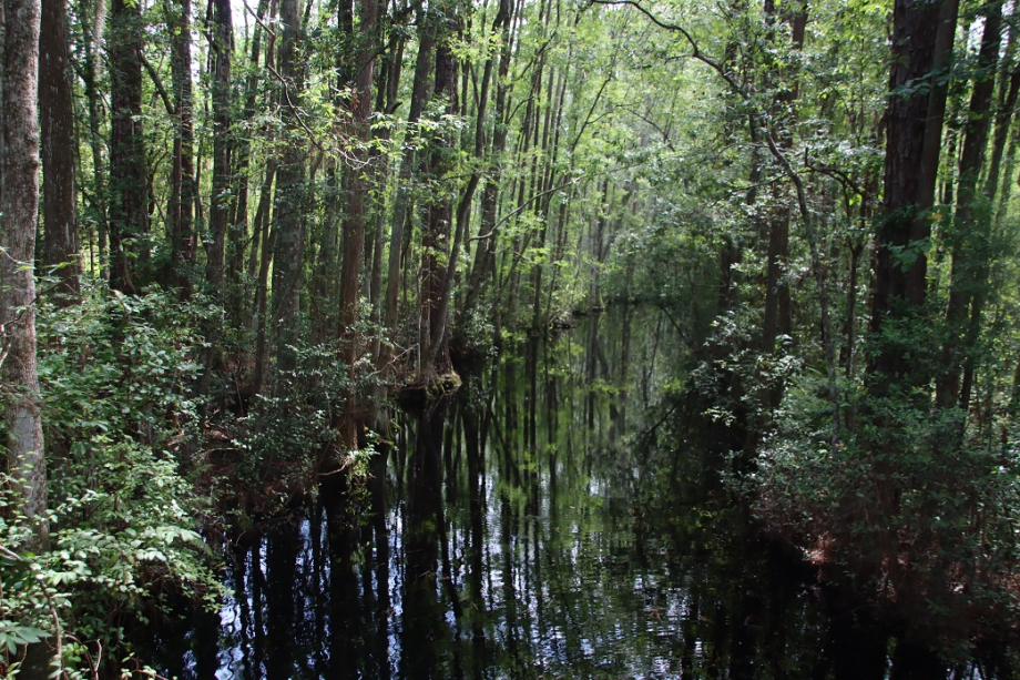 Georgie Okefenokee Swamp Park (22).JPG