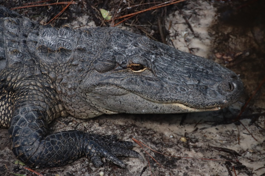 Georgie Okefenokee Swamp Park (38).JPG