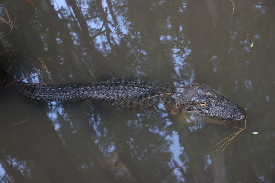 Georgie Okefenokee Swamp Park (30).JPG