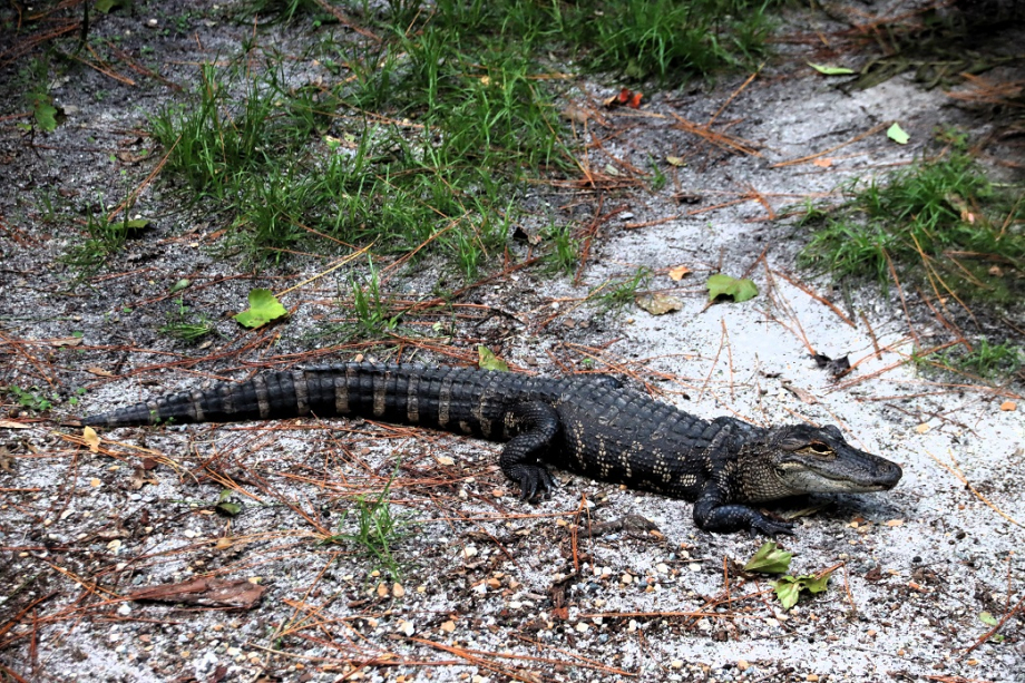 Georgie Okefenokee Swamp Park (25).JPG