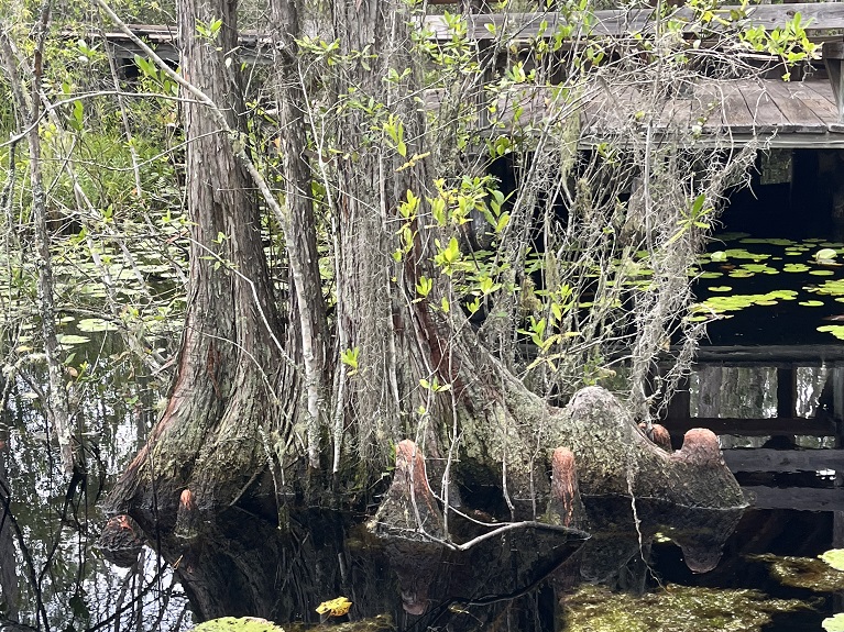 Georgie Okefenokee Swamp Park (9).JPG