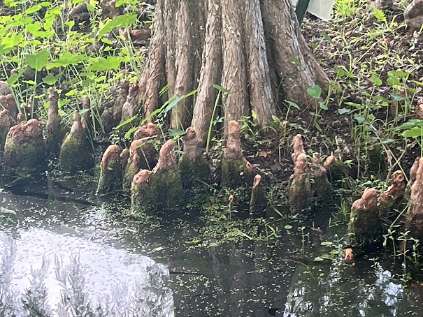 Georgie Okefenokee Swamp Park (24).JPG