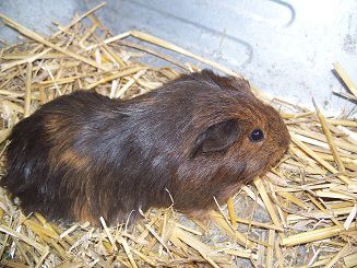 Noisette femelle sheltie