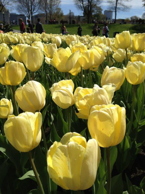 Festival des Tulipes - Ottawa 
