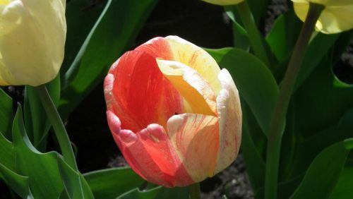 Festival des Tulipes - Ottawa 