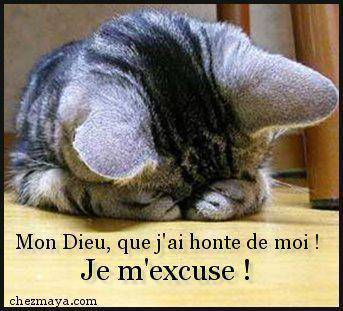 chat demandant excuse au Seigneur.jpeg