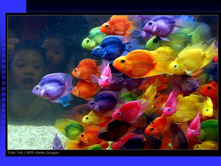 poissons multicolores.gif