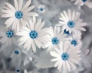 fleur blance avec etoile israel au centre.gif