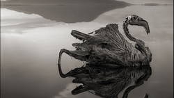 un-flamant-nain-calcifie-par-les-eaux-tres-caustiques-du-lac-natron-en-tanzanie-et-mis-en-scene-par-le-photographe-nick-brandt_62985_w250.jpg