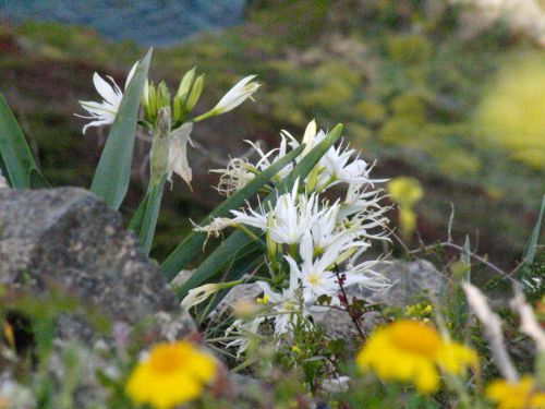 Flore de Corse: Pancrace d'Illyrie