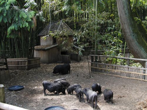 Les porcs vietnamiens de la Bambouseraie.