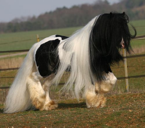 Cheval Magnifique <3