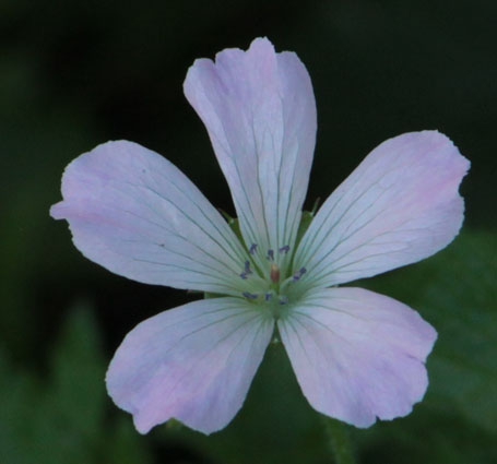 geranium rebeka moss.jpg