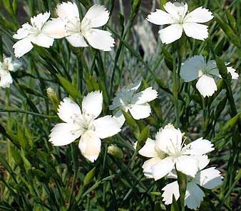 dianthus_deltoides_alba  SOL.jpg