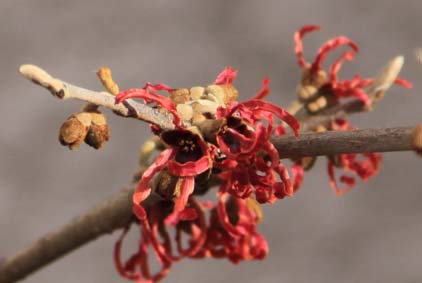 hamamelis 1.jpg