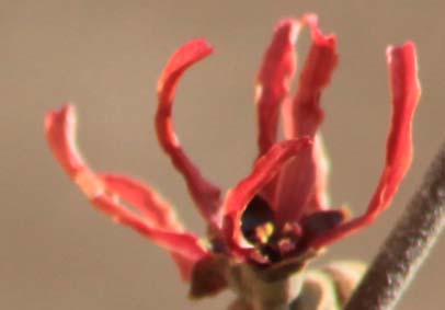 hamamelis 2.jpg