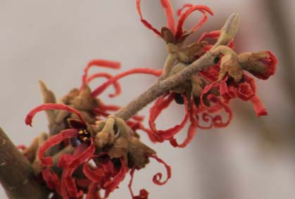 hamamelis 4.jpg