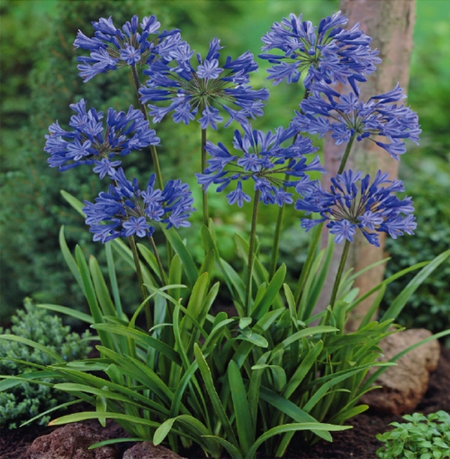 AGAPANTHE_BLEUE_A.JPG