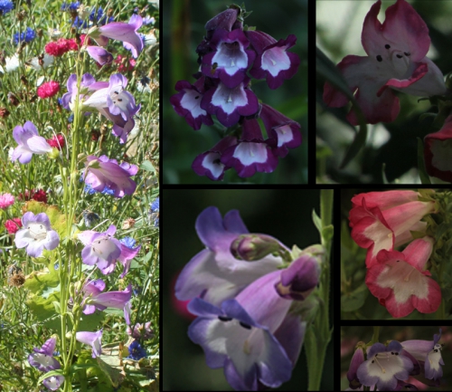 montage penstemon.jpg