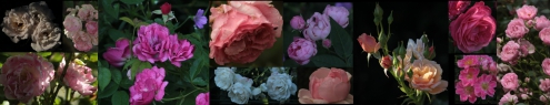 montage rosier 2.jpg