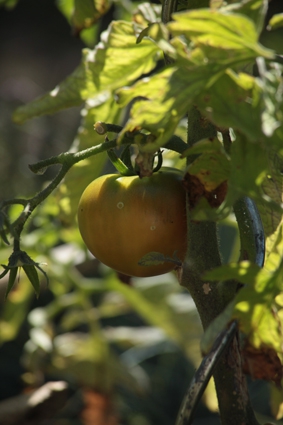 tomate St pierre 5 aout.JPG