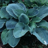 hostas sieboldana 2.jpg