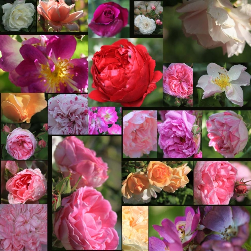 montage rosier.jpg