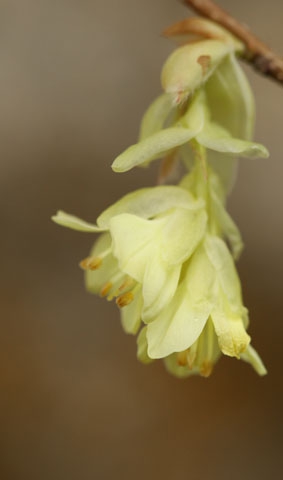 corilopsis pauciflora.jpg