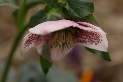 hellebore picotee.jpg