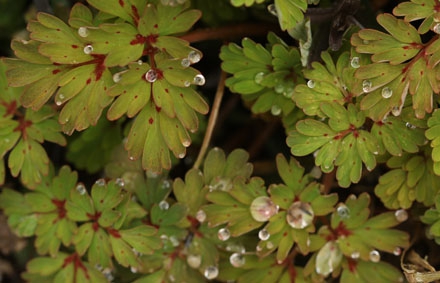 corydalis.jpg