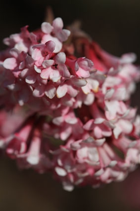 viburnum bodnendense.jpg