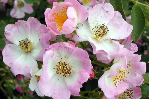 10256-Rosa-Kew-Rambler.jpg