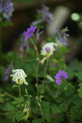 corydalis et g pyrenaicum bill willis.jpg