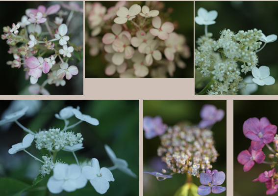 hydrangea.jpg