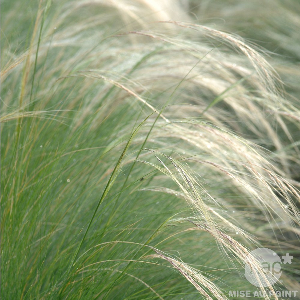 stipa tenuifolia.jpg