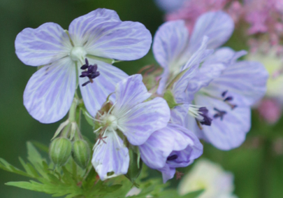 geranium kandal clark.jpg