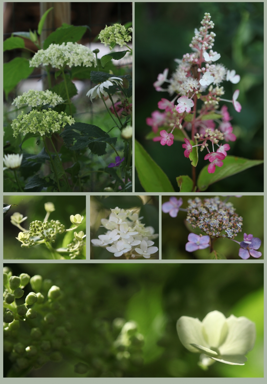 montage hydrangea.jpg