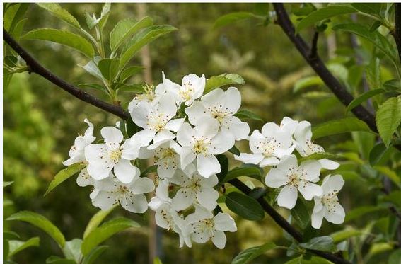 malus sieboldii 3