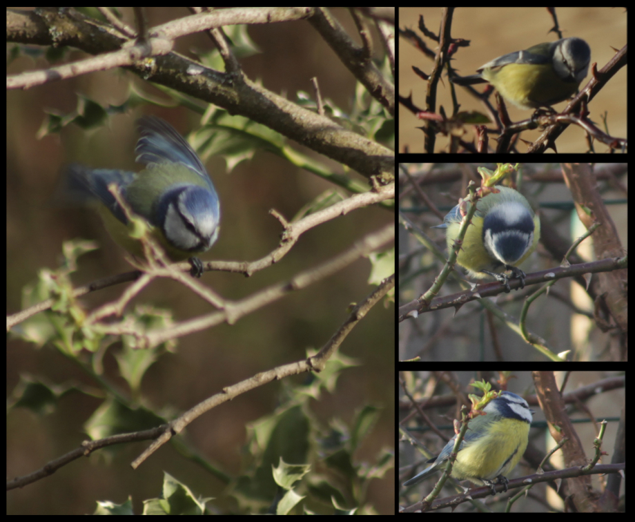 mésange bleue