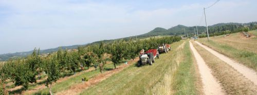 Fruitiers sur des km