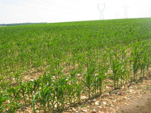 Comment des maïs peuvent ils pousser dans un tel sol ?
