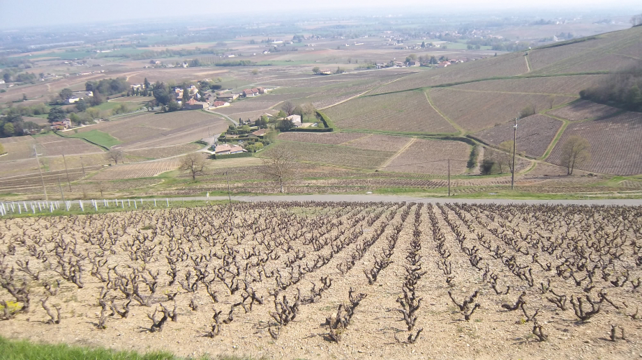 Descente dans les vignes