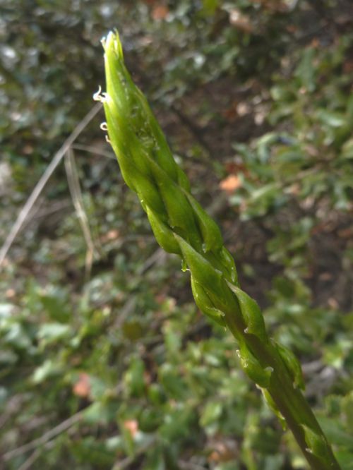 L'ASPERGE