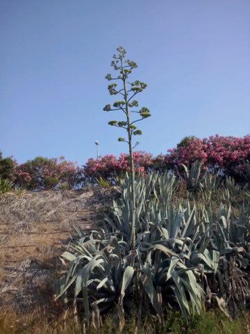 L'AGAVE AMERICANA